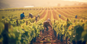 Viticultores, ganaderos, horticultores... ¿Qué sectores agrícolas tienen más dificultades?