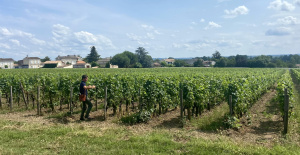 Ante la crisis, la Gironda lanza un fondo de emergencia para los viticultores