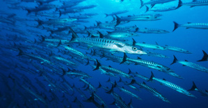 Barracudas, rayas mobula: estos nuevos peces que aparecen en las calas de Marsella