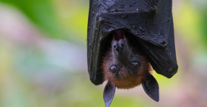 Marsella: la ciudad invierte 260.000 euros para construir una cueva para los murciélagos