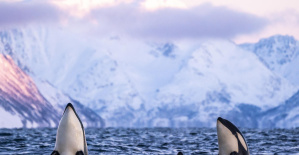Ballenas jorobadas, orcas y belugas: ¿dónde nadar con los gigantes oceánicos más raros?