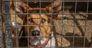 Marsella: se exigen hasta 8 meses de prisión suspendida contra propietarios de animales “negligentes”