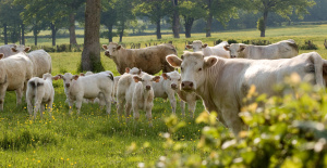 Reducir los impuestos a los criadores, mejorar la imagen de la carne... El gobierno presenta su plan en materia de cría