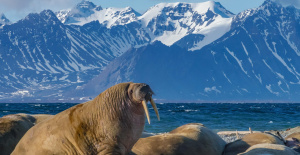 En Svalbard, el turismo se replantea para salvaguardar la vida silvestre