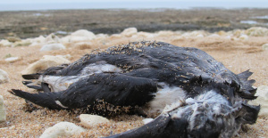 Una masacre de aves marinas impresionante (pero no sin precedentes) en la costa atlántica