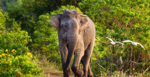 Elefantes asiáticos entierran y lloran a sus crías fallecidas
