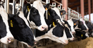 “CETA, o cómo facilitar la importación de carne vacuna canadiense alimentada con harinas animales”
