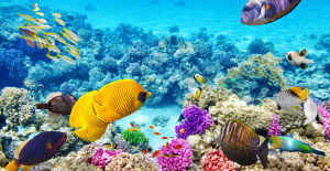 Australia: La Gran Barrera de Coral sufre un nuevo “blanqueo masivo”