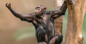 Los abejorros y los chimpancés también pueden transmitir sus habilidades