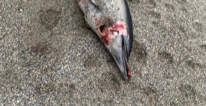 Loira Atlántico: 3 delfines encontrados varados en un fin de semana en una ciudad costera