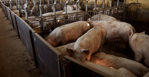 Bruselas quiere reducir la contaminación de las granjas porcinas y avícolas