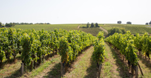 Crisis del viñedo de Burdeos: la mitad de los viticultores de Gironda han solicitado el fondo de emergencia estatal