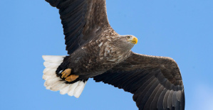 Dos cazadores enviados a los tribunales tras dispararle a un águila en peligro de extinción