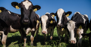 Estados Unidos: casos sin precedentes de gripe aviar descubiertos en vacas lecheras