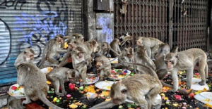 Monos por todas partes: en la histórica ciudad de Lopburi, la situación empeora aún más