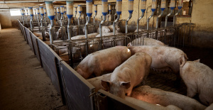 Una granja porcina afectada por la enfermedad de Aujeszky en Tarn y Garona