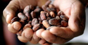 El precio del cacao alcanza un nuevo récord histórico: 10.000 dólares la tonelada en Nueva York