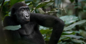 Los gorilas occidentales luchan a muerte, revela un estudio
