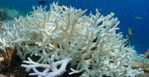 Algunos sonidos podrían ayudar a los arrecifes de coral en peligro de extinción, dicen los científicos
