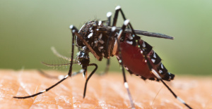 El mosquito tigre se establece oficialmente en toda Francia
