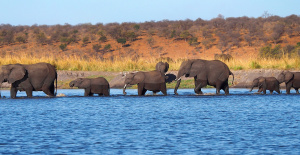 Botswana: el presidente amenaza con enviar 20.000 elefantes a Alemania