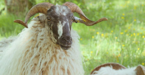 En Gironda, dos ovejas landas se han instalado en una residencia pública de ancianos