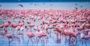 ¿Podremos todavía admirar los flamencos rosados ​​en los lagos de África? ¿Qué los amenaza?