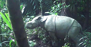 Indonesia: un rinoceronte de Java, uno de los mamíferos más amenazados del mundo, avistado en un parque