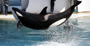 Marineland: se cree que un trozo de metal es la causa de la muerte de la orca Inouk