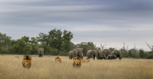 Safari: cómo explorar el Parque Kruger siguiendo la pista de los “Cinco Grandes” como un sudafricano