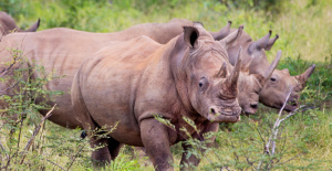 Namibia: 28 rinocerontes cazados furtivamente desde enero, cifra alarmante