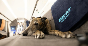 “Los perros vuelan primero”: una nueva aerolínea ofrece permitir que los perros viajen en cabina con sus dueños