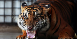 Amiens: dos tigres de Sumatra, una especie en peligro de extinción, nacen en cautiverio