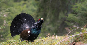 Vosgos: cinco asociaciones presentan un recurso contra la reintroducción de un ave en peligro de extinción