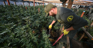 California: ocho años después de la legalización del cannabis, las granjas ilegales arrasan el desierto